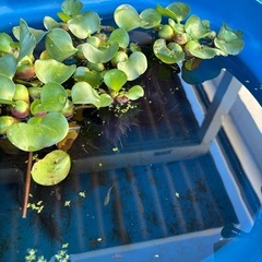 ホテイ草　水草　メダカの画像