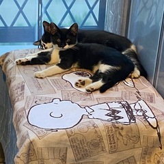 野良猫の子供2匹です