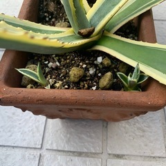 観葉植物アガベアメリカーナの画像