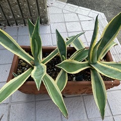 観葉植物アガベアメリカーナの画像