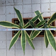 観葉植物アガベアメリカーナの画像