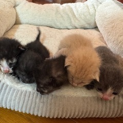 子猫🐱 里親探してます😭