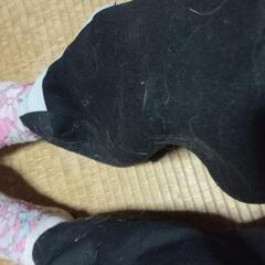 靴下　マイメロの画像