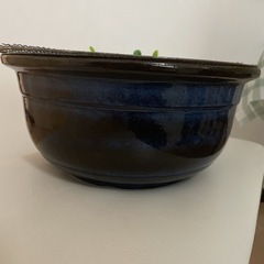 睡蓮鉢　メダカ鉢　人工水草とピッタリの金網付きの画像