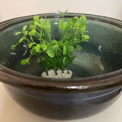 睡蓮鉢　メダカ鉢　人工水草とピッタリの金網付きの画像