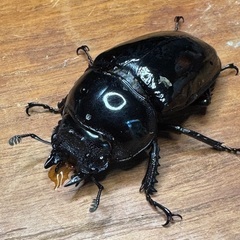 タランドゥスオオツヤクワガタ　使用済みペアの画像