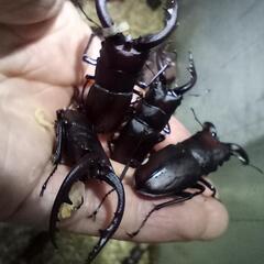 クワガタの画像