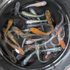 メダカ【ミックス】20匹1000円／手渡し／初心者さんにもおすすめ！
の画像