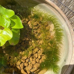 ほていあおい&メダカの稚魚の画像