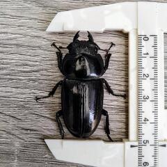国産オオクワガタ能勢SR ペアの画像