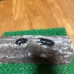 （商談中）オオクワガタの画像