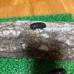 （商談中）オオクワガタの画像
