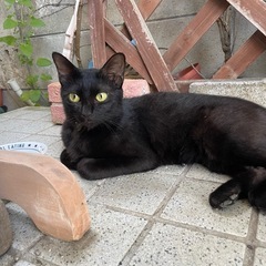 美人な黒猫さん🐈‍⬛2歳くらい