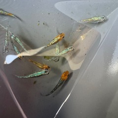 ラメミックス
の画像