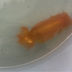 高級金魚 優良系統 らんちゅう の画像