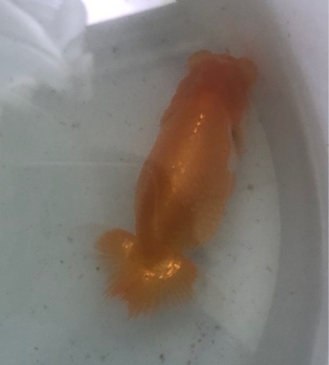 高級金魚 優良系統 らんちゅう