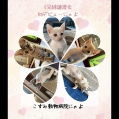 💓可愛い子猫ちゃん大集合💓
