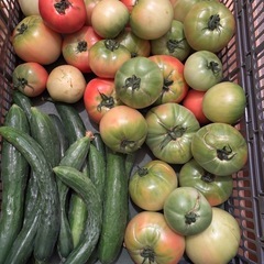 採れたてきゅうりと傷物🍅