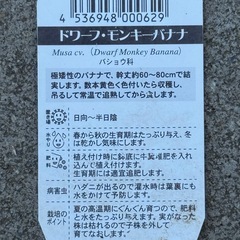 ドワーフモンキーバナナかなり大苗の画像