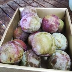 （再受付）☆完熟はねだし品14個☆超完熟サマーエンジェルおまけ付きの画像