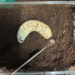 D.H.ヘラクレス　♂　3令幼虫1頭の画像