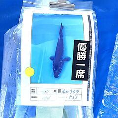 第６０回記念　国際錦鯉品評会！全国大会・変り部門・15部、２０部、優勝鯉の兄弟鯉！水槽サイズ！５本セット激レア！の画像