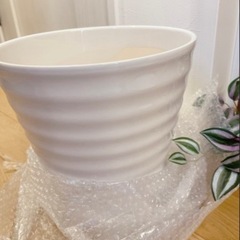 ※ご予約あり※【植木鉢】陶器✨白　観葉植物🪴サンスベリアの画像