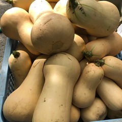 バターナッツカボチャ（スープカボチャ）　１個の画像