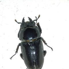 国産オオクワガタ能勢YG ♂1♀2の画像
