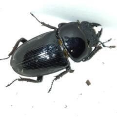 国産オオクワガタ能勢YG ♂1♀2の画像