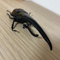 カブトムシの画像