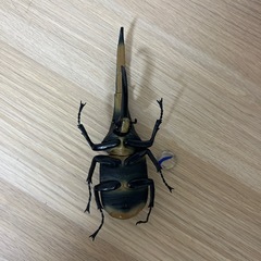 カブトムシの画像