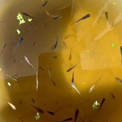 MIXメダカの画像