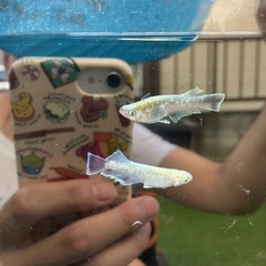 メダカ　めだか　エメキン　1ペアの画像
