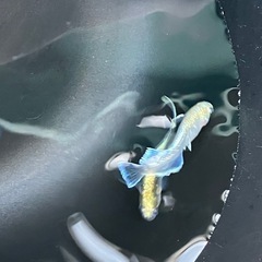 メダカ　めだか　エメキン　1ペアの画像