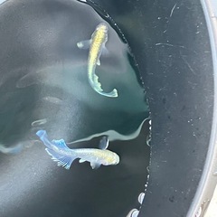 メダカ　めだか　エメキン　1ペアの画像