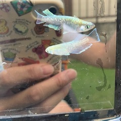 メダカ　めだか　エメキン　1ペアの画像