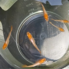 プラチナ丹波メダカ稚魚10匹の画像