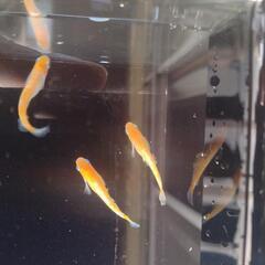 【メダカ】紅白メダカの画像