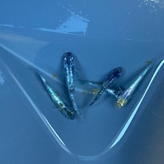 ゴールドタイプ★メダカ★白銀の画像