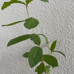 グァバ 苗 たぶんホワイトグァバ 実生苗の画像