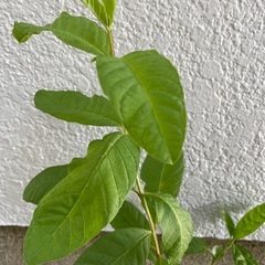 グァバ 苗 たぶんホワイトグァバ 実生苗の画像