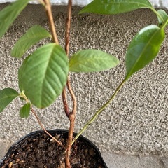 グァバ 苗 たぶんホワイトグァバ 実生苗の画像