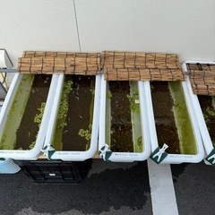メダカ無人大量納品！レア個体イベント開催中！の画像