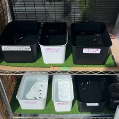 メダカ無人大量納品！レア個体イベント開催中！の画像