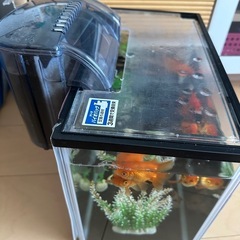 金魚➕水槽の画像