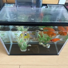金魚➕水槽の画像