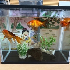 金魚➕水槽の画像