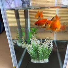 金魚➕水槽の画像
