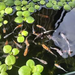 雲州三色めだか卵30個+αの画像